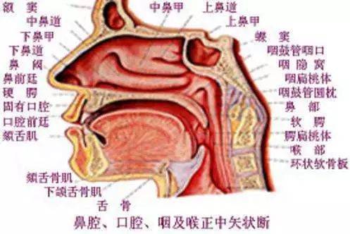 鼻子内部图解图片