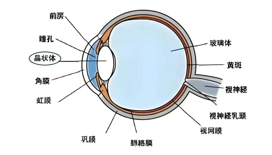 晶状体图解图片