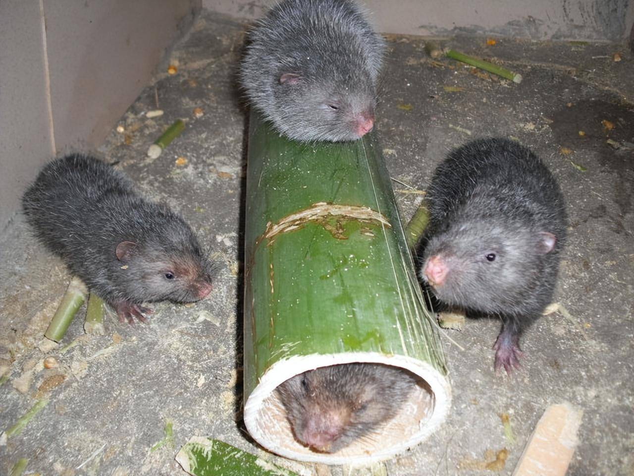 "地羊":以前农村常抓到的,烤着吃特别美味,它是种什么动物