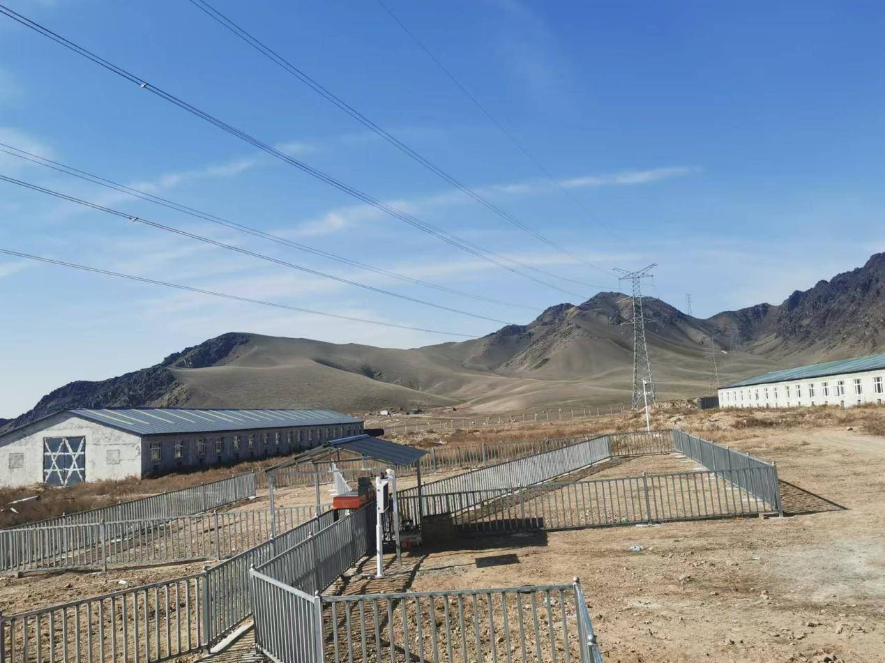 中恒国科种羊性能测定系统:为新疆巩乃斯种羊场注入科技动力