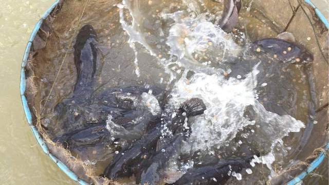 冬季鱼塘水瘦用什么肥水快?这里说清楚