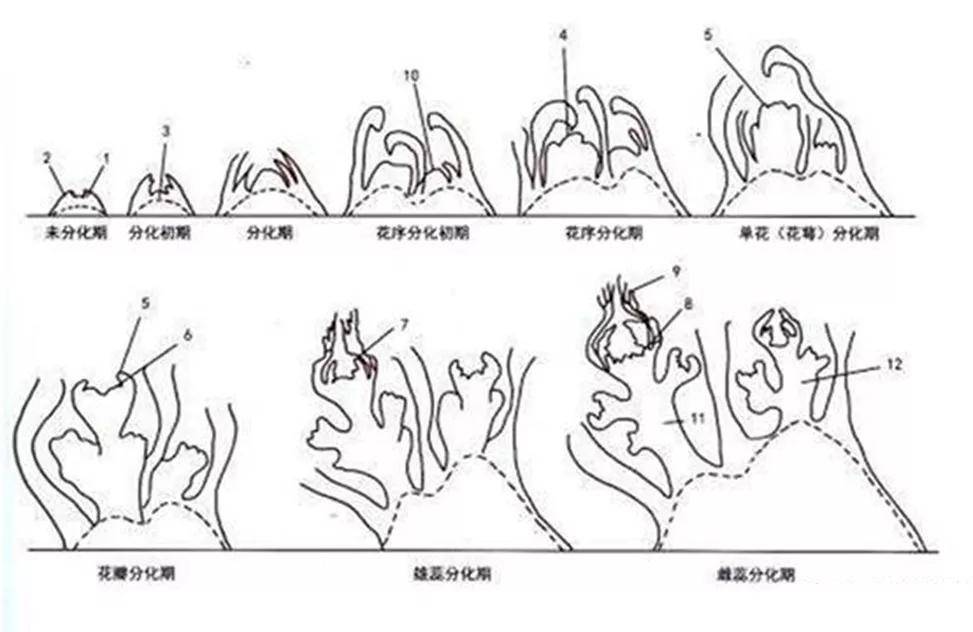 花芽结构图图片