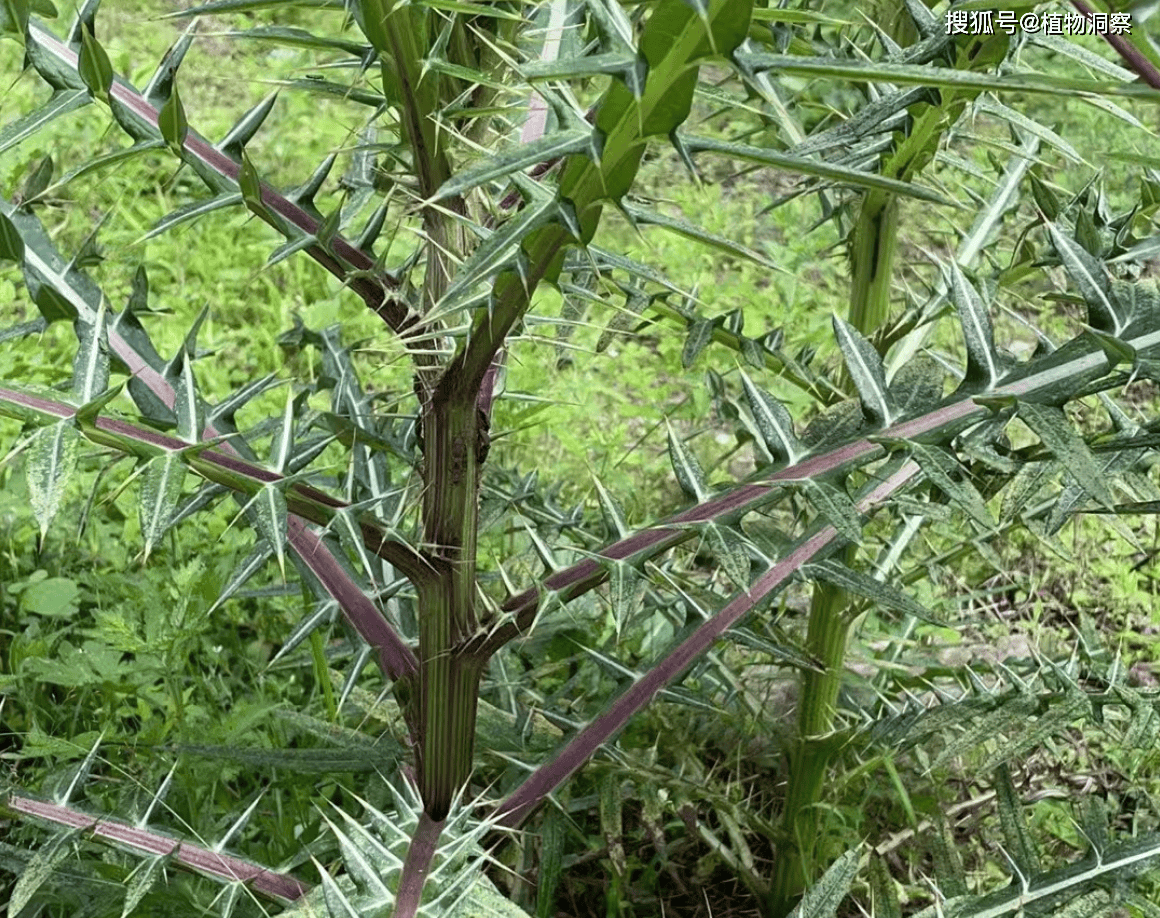 农村常见带刺野生灌木图片