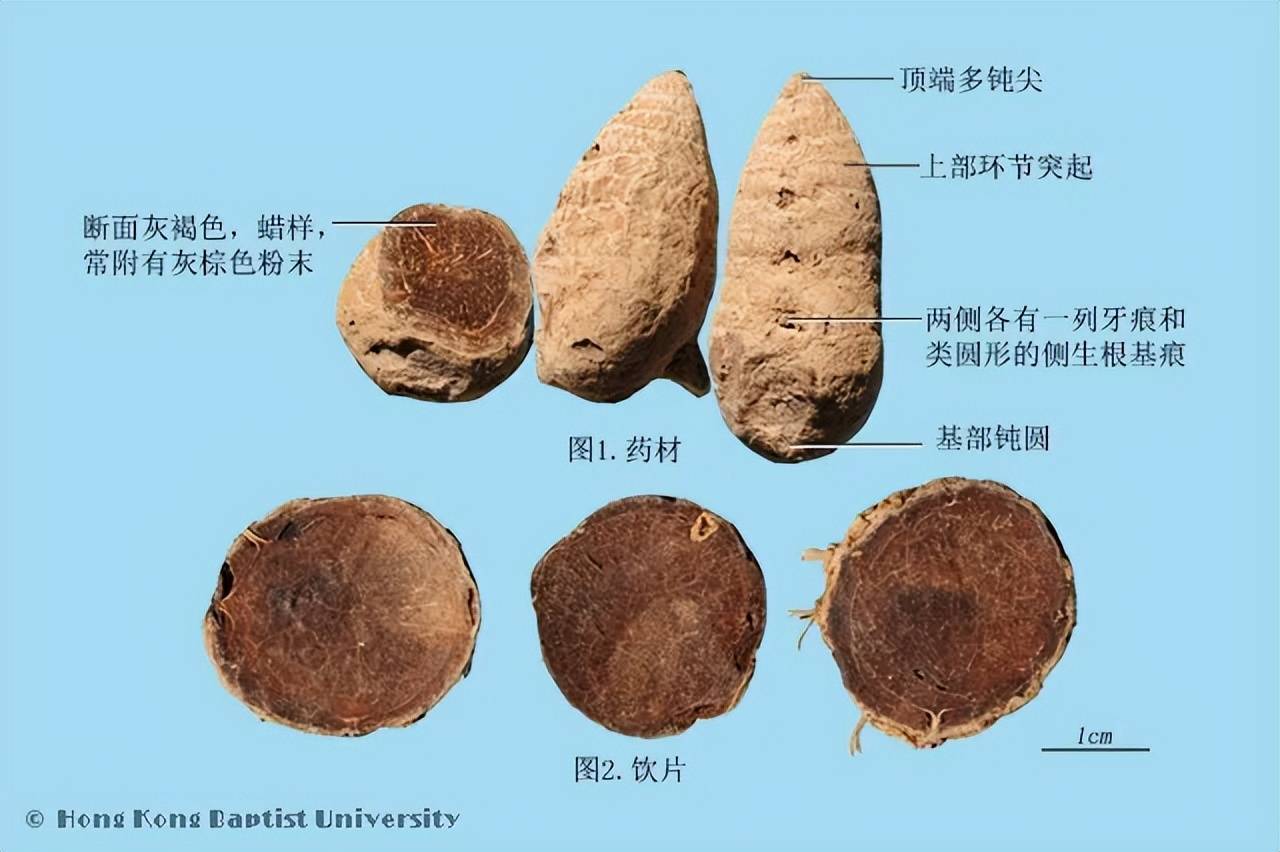 中药莪术的功效与作用图片