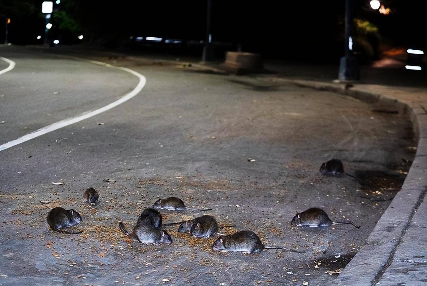 以前老鼠随处可见,为啥现在越来越少,它们跑到哪儿去了?