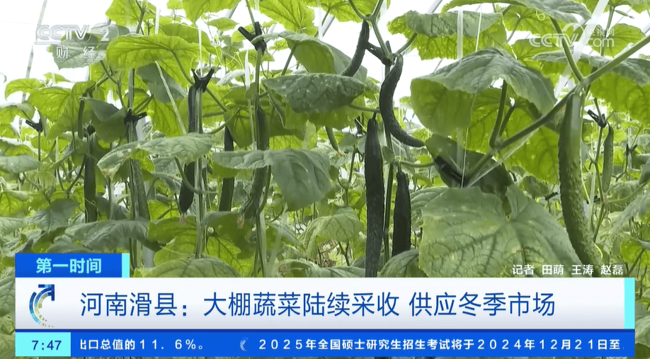 冬笋 小雪节气 也丰富 菜篮子 咸菜正当时 大棚蔬菜上市