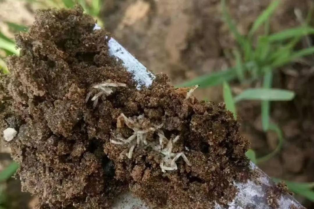 葱姜蒜地蛆韭蛆蒜蛆防治2大方案,抗性地蛆防治,韭蛆
