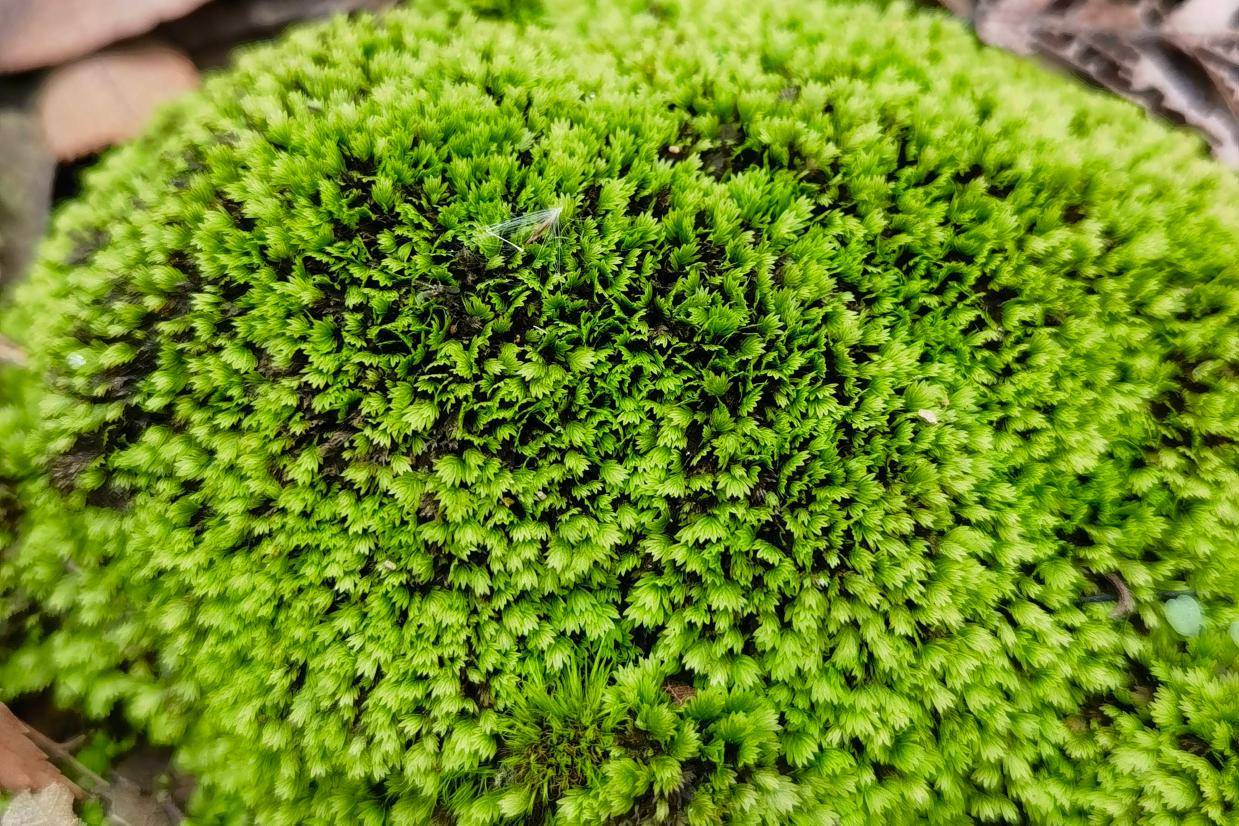 苔藓微景观：自然之美的缩影与生态艺术的结合