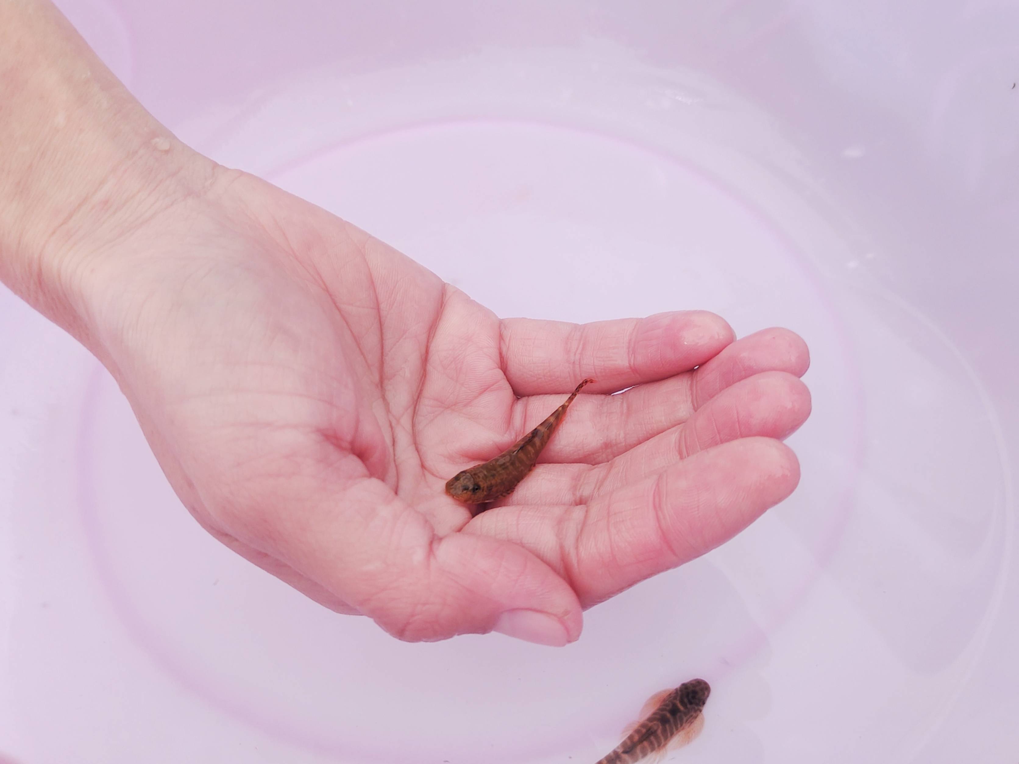 当贝智能鱼缸教你正确养鱼,一键搞定水流和投喂,养鱼如“摸鱼”一样轻松简单