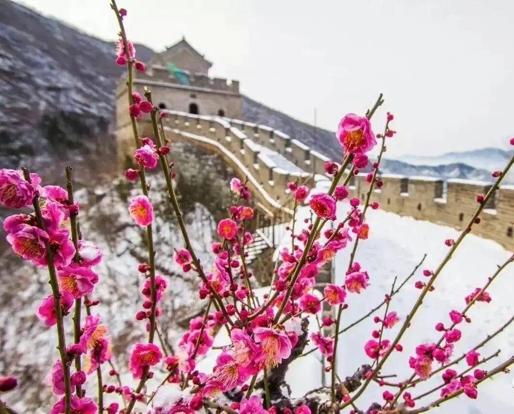 北京观赏梅花景点图片