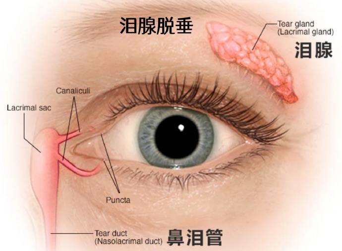用头发通泪腺的示意图图片