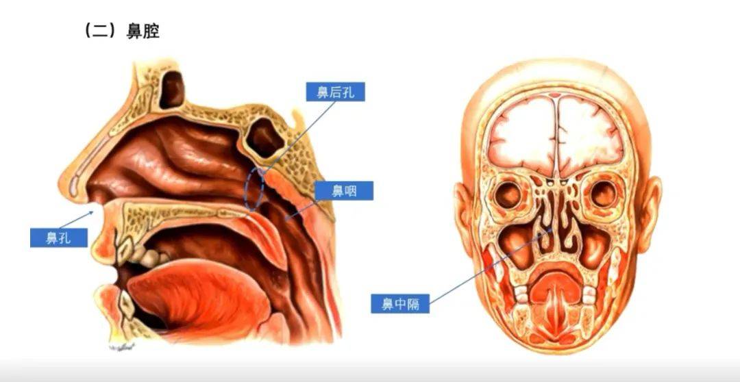 鼻腔内部结构图详细图片