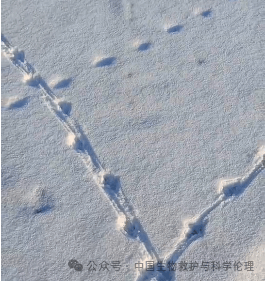 黄鼠狼脚印图片 雪地图片