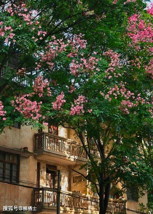 【美文悦读】杂记丨秋有栾华_栾花_栾树_灯笼
