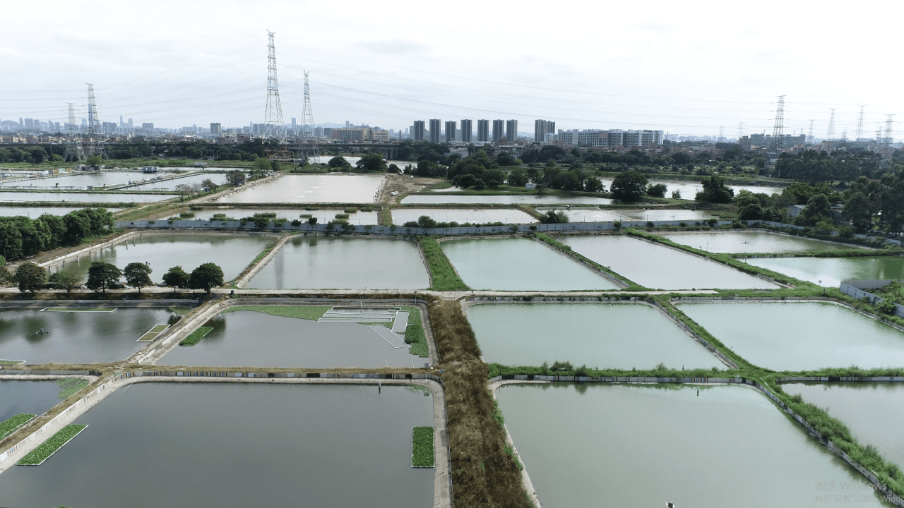 — 龟唛养殖基地喜迎50万斤甲鱼大丰收