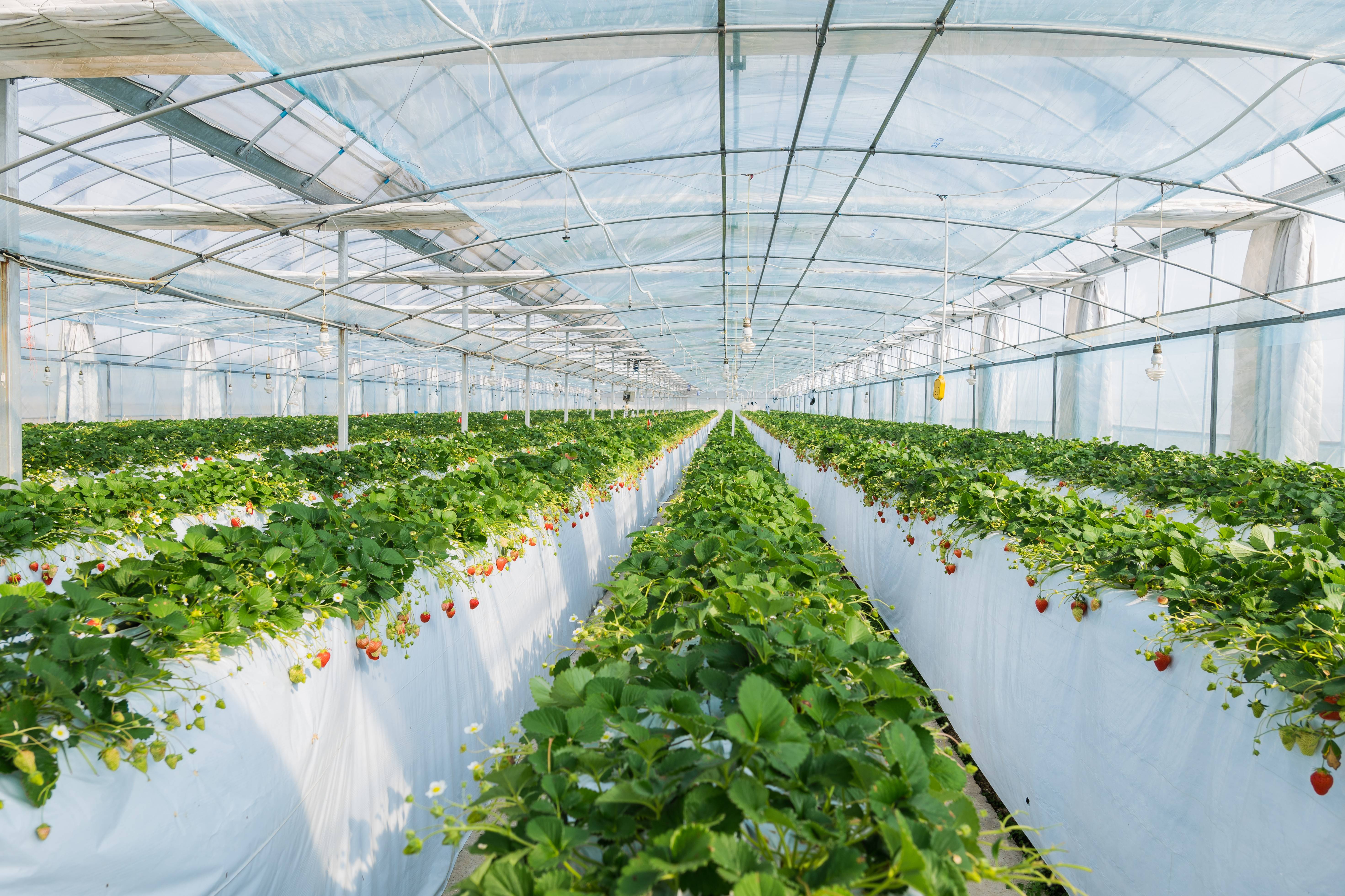 百果园携手杨幂溯源草莓基地,探寻新理念新农业新农人培育的好果