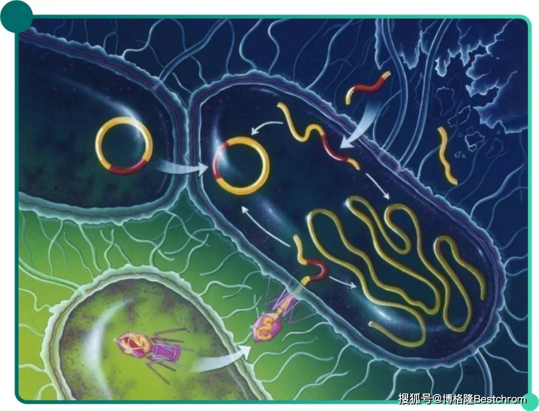 protocolbuffer，protocolbuffer为什么效率高