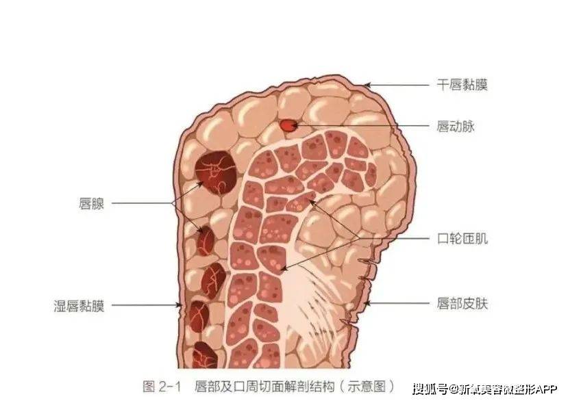 唇腺照片图片