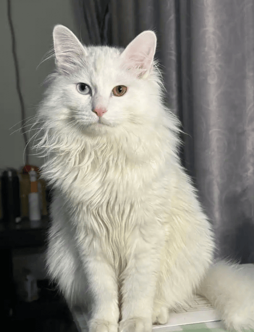 王楼楼说猫-山东狮子猫，自带白手套的中华名猫（正宗山东狮子猫）