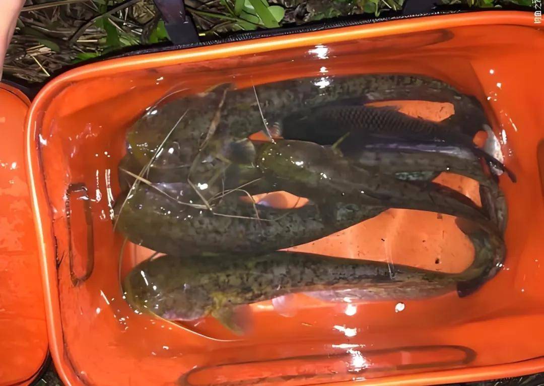 如何野钓鲶鱼?老钓友教你五个垂钓技巧,助你成为钓鲶高手