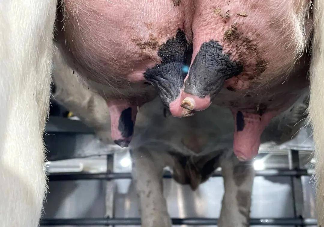 奶牛乳头健康左右牧场运营大局的隐形力量