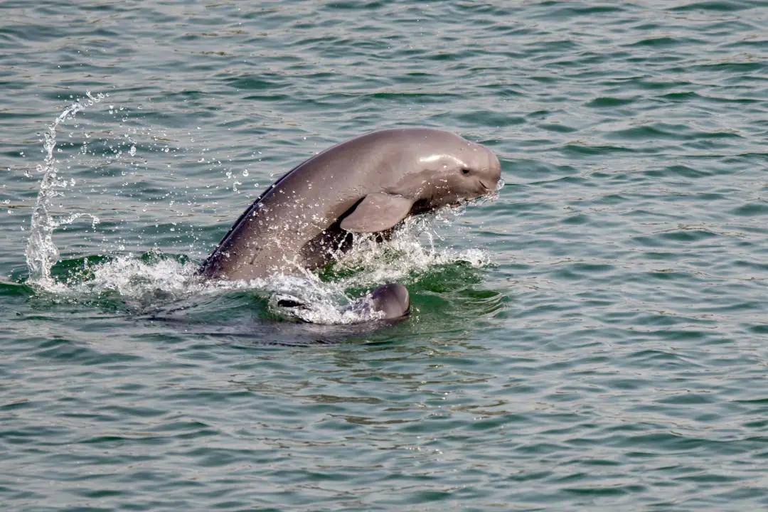 走进顶尖科研机构,当小小科考员,守护"微笑天使"长江江豚
