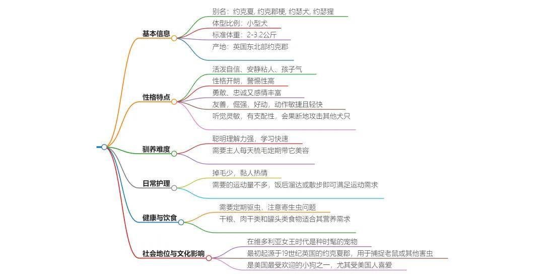 想养一只犬中贵族“约克夏”，约克夏价格多少钱一只？（约克夏种狗）