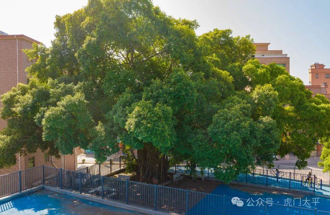 虎门古树：见证虎门发展与成长的绿色精灵