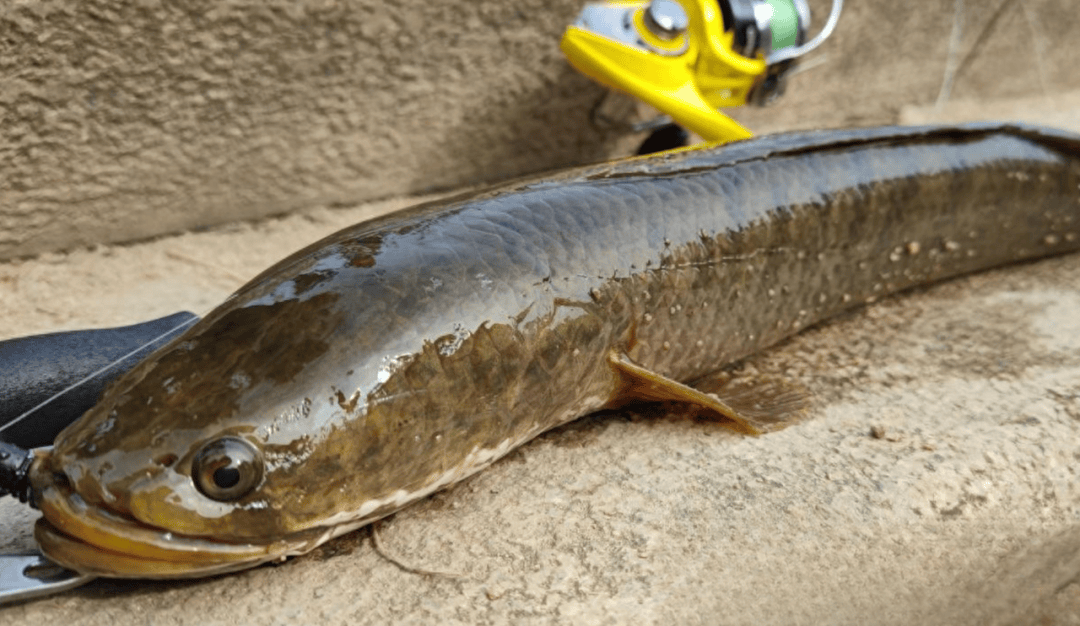 云南怒江惊现蛇头鱼,鳃部长着鳃上器,能从空气中摄取氧气,离水都能活