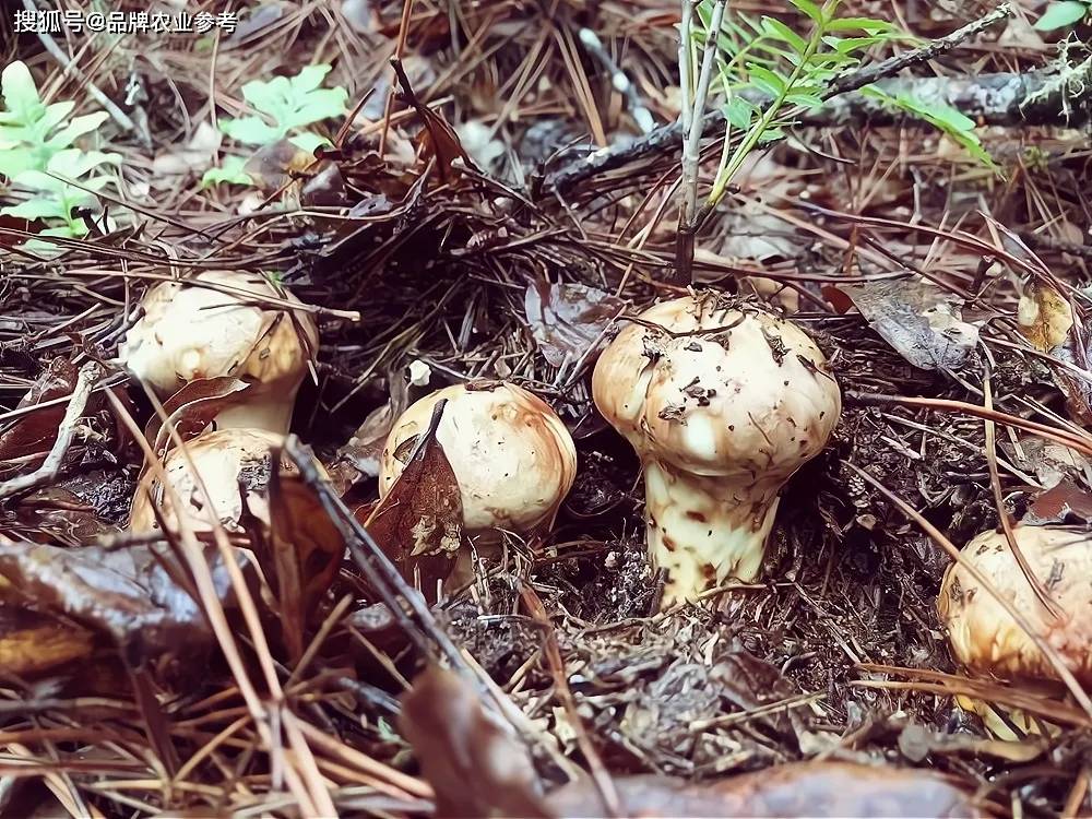 在甘孜,阿坝,凉山等地的原始青冈林下,每年能产约4000吨松茸