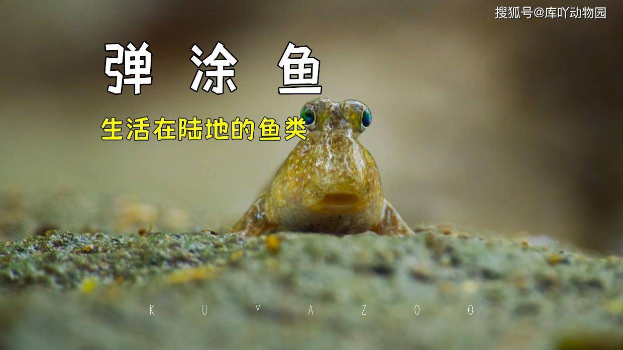 弹涂鱼:生活在陆地的鱼类