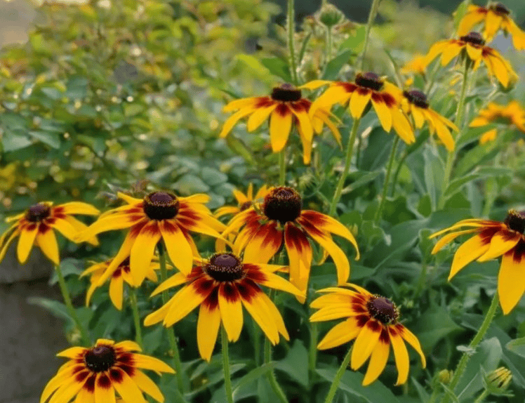 园林常用耐盐碱草花推荐