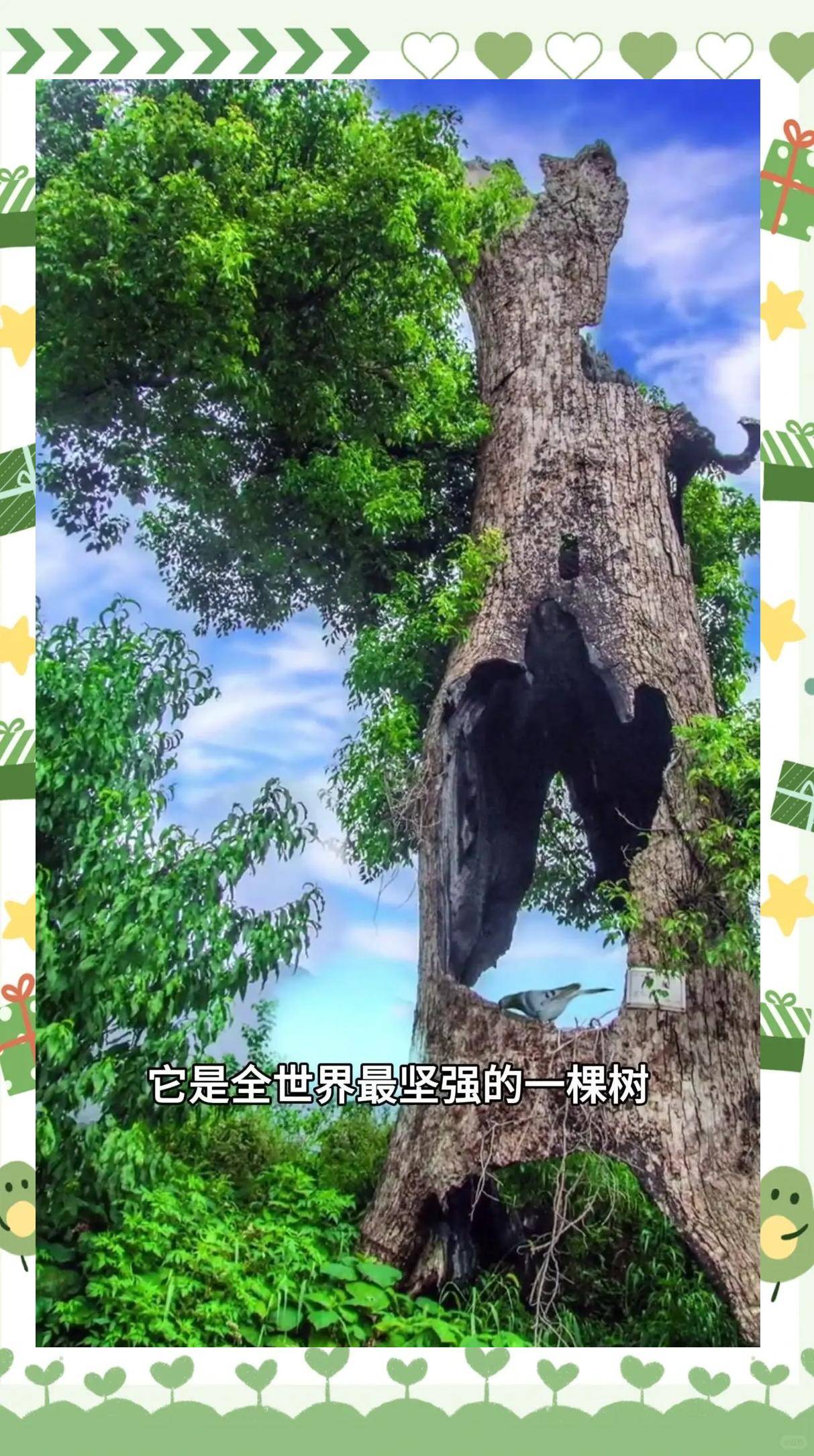 被雷劈出"钢铁胃"的500岁古老樟树,为何生命力这么顽强?