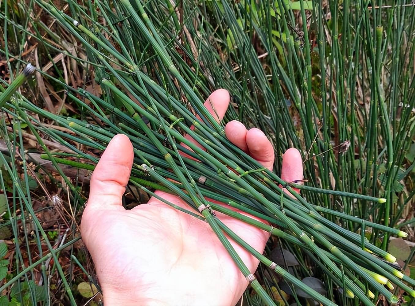 节节草又叫木贼,节骨草,笔杆草,无叶无花,儿时拔来当玩具