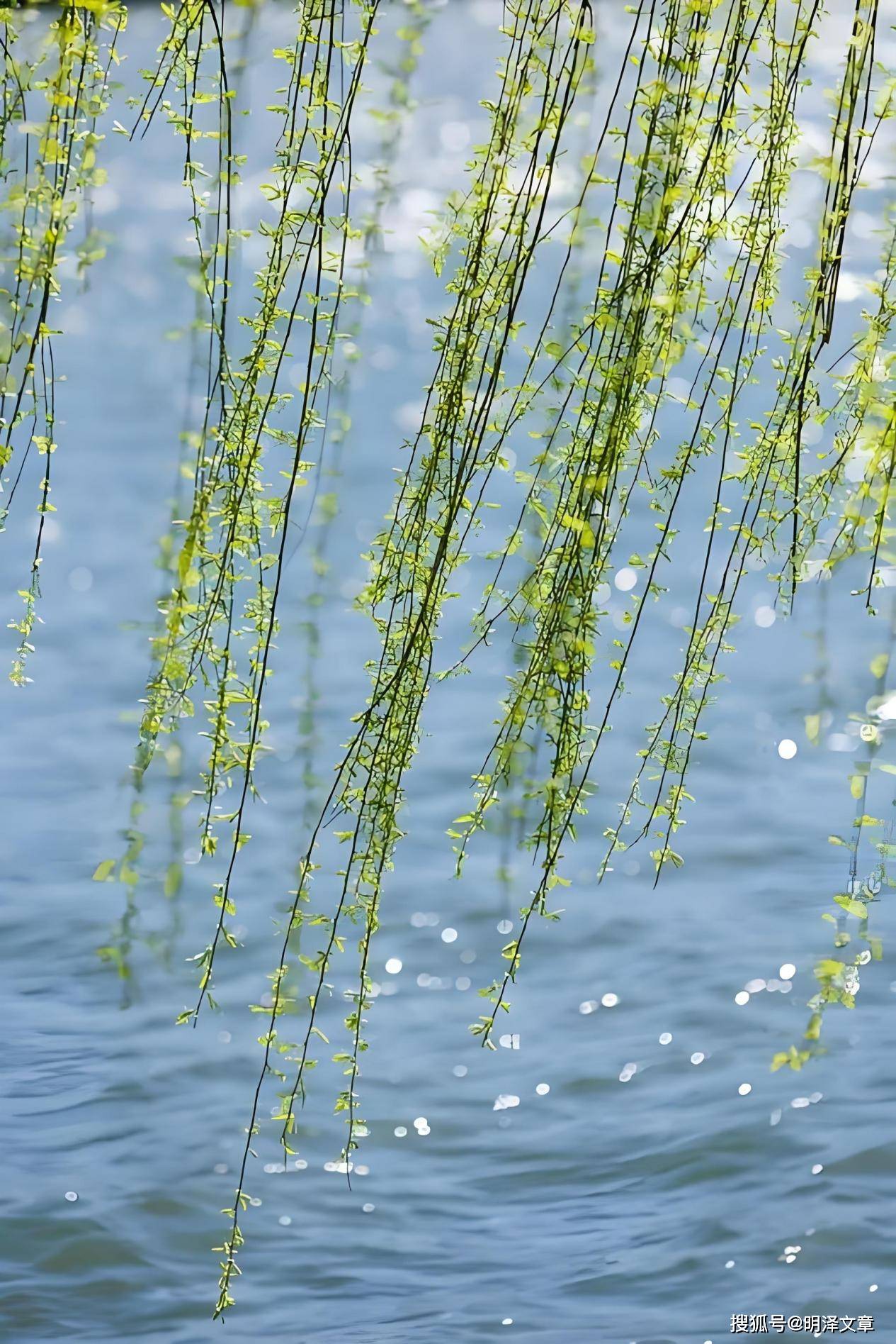 春分雨脚落声微,柳岸斜风带客归
