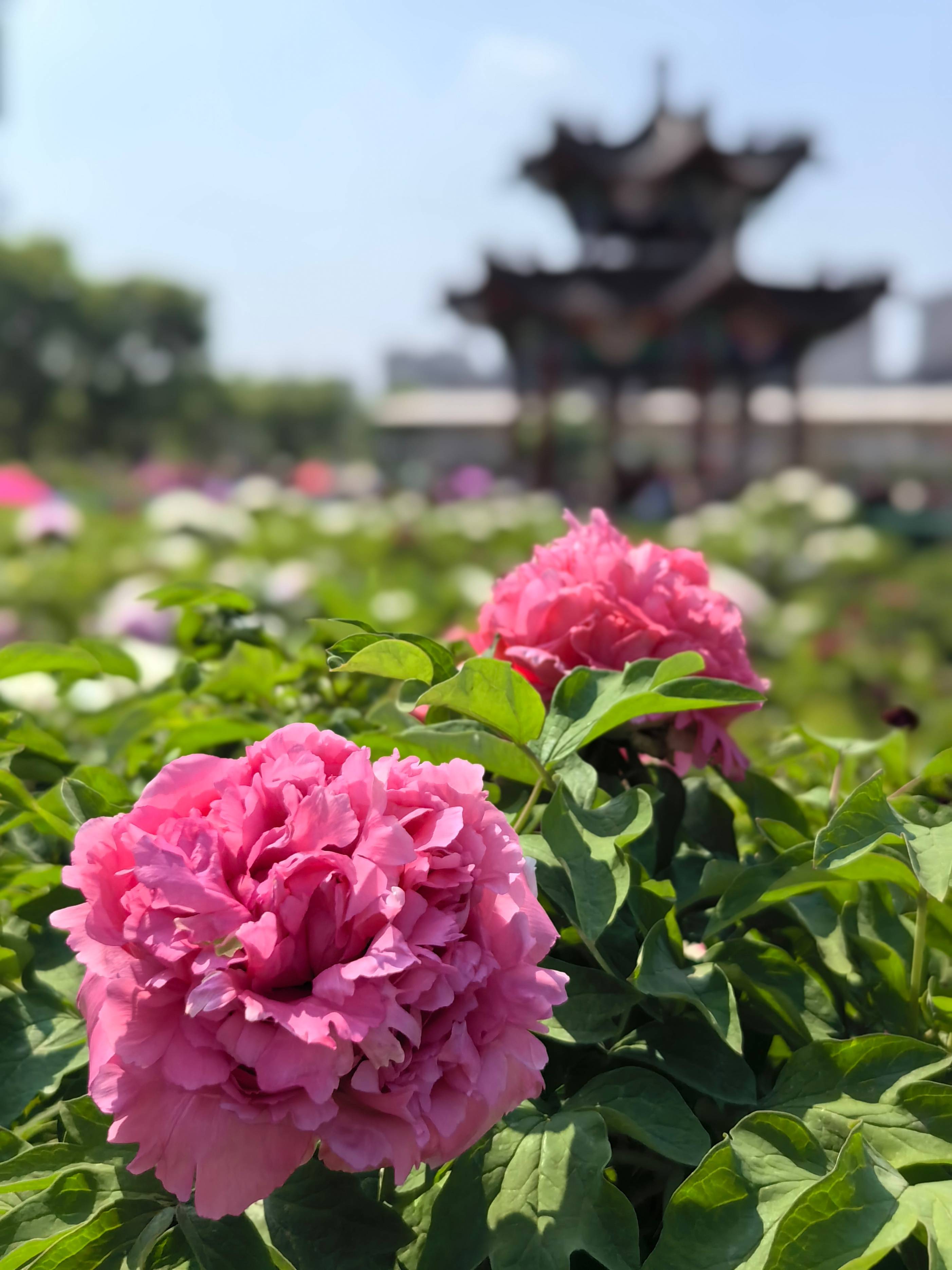 菏泽曹州牡丹园最新花期预测来了
