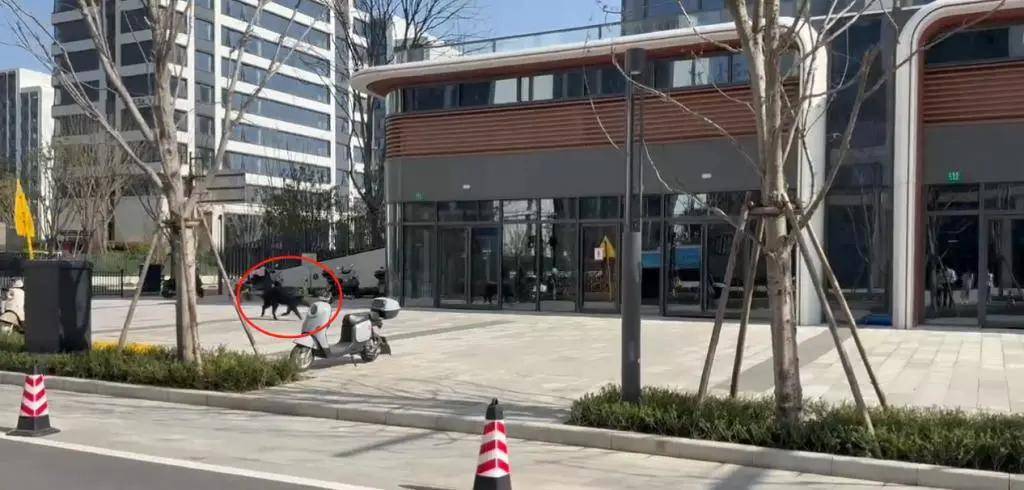 金泽镇野猪出没，居民安全需警惕，上海青浦金泽镇突现野猪，生态背后藏隐忧