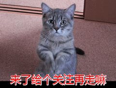 狮子猫吃什么猫粮好？记住这几招就好了！（狮子猫应该吃什么样的猫粮）