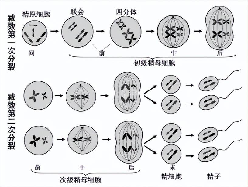 细胞增殖:生命的"复制粘贴"