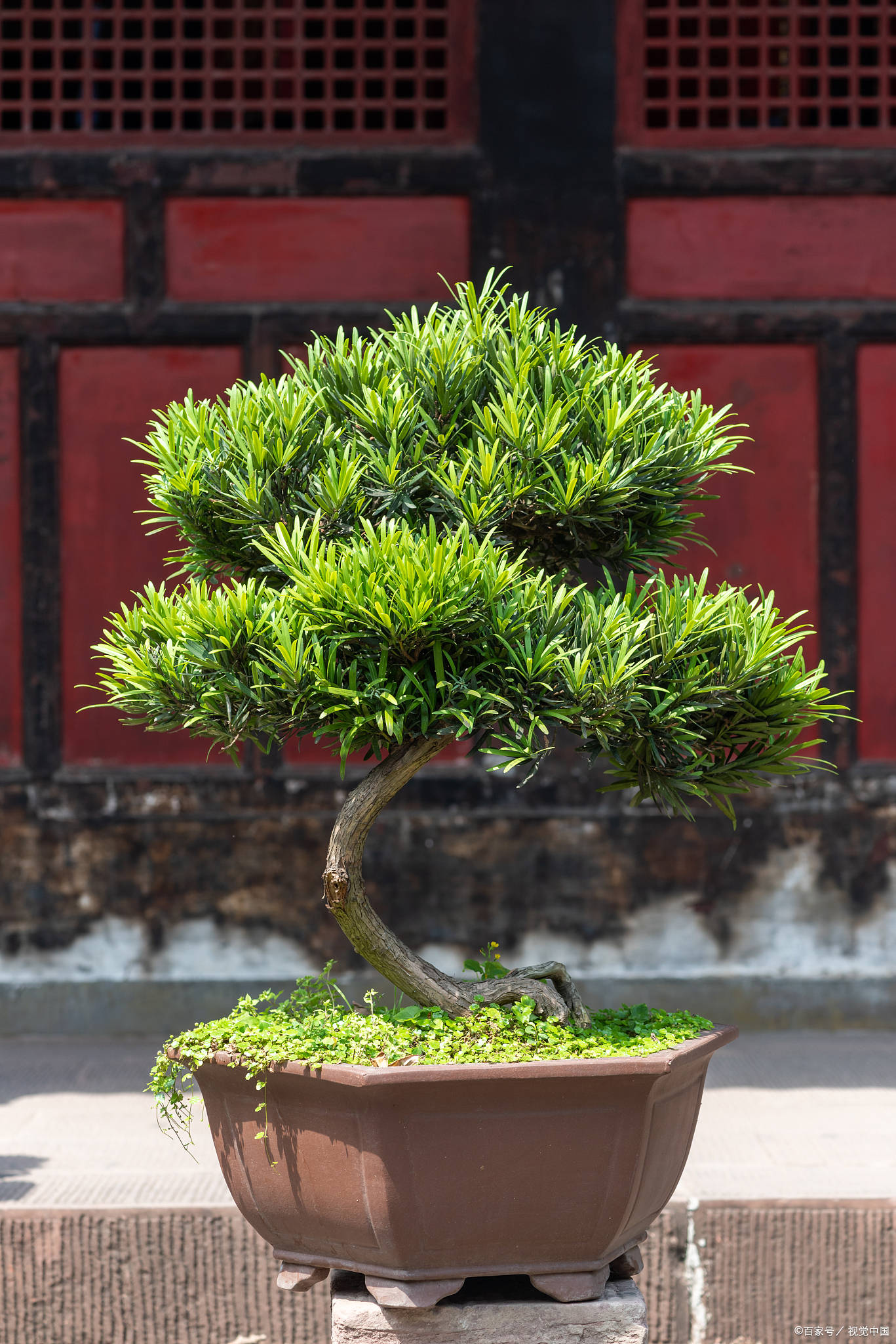 罗汉松是啥植物?好养活吗?