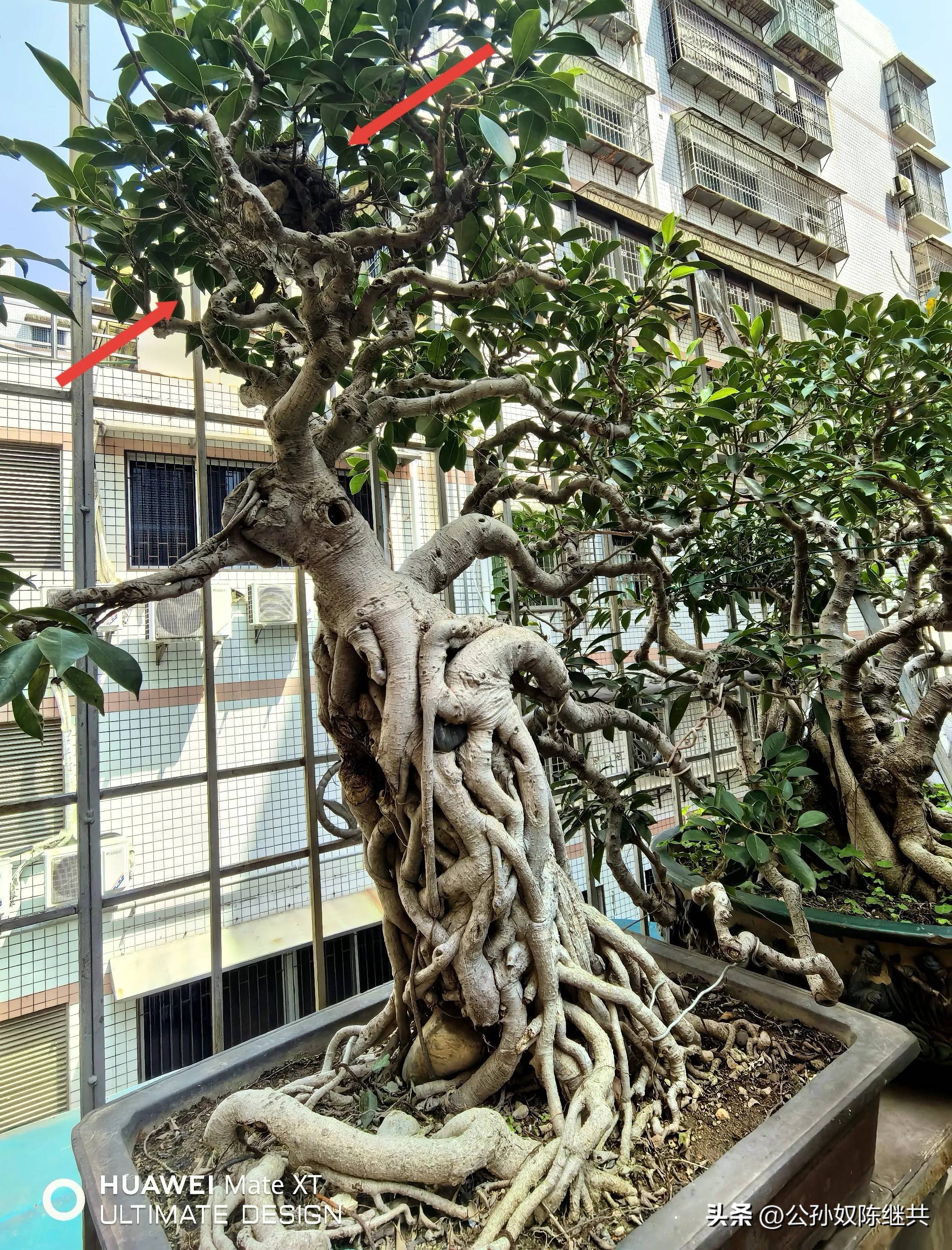 原创            人与鸟亲密互动，成网红现象，专家：白头翁私人饲养非法！（人与鸟应该那样的和谐相处?）