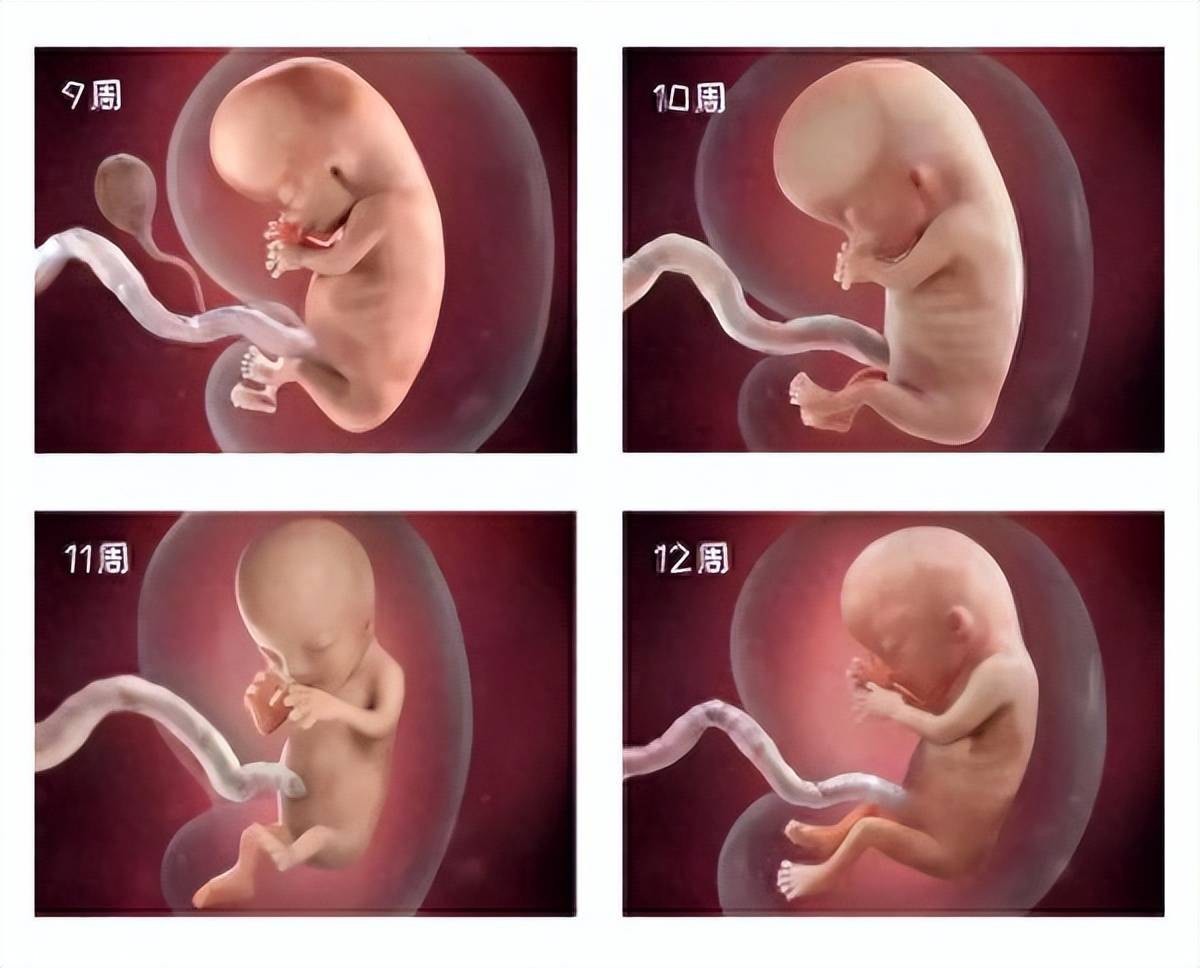 宝宝在肚子里长大的过程,附高清图解