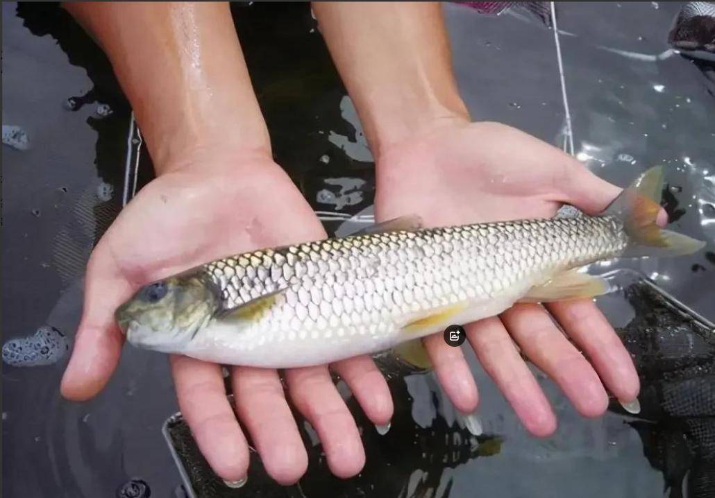 浙江丽水重现"清流女王"苦花鱼,曾消失20多年,如今