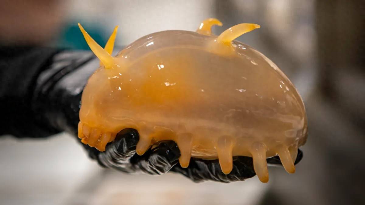 科学家在南极海底发现了奇怪的"海猪",海蜘蛛和产卵的"蝴蝶"