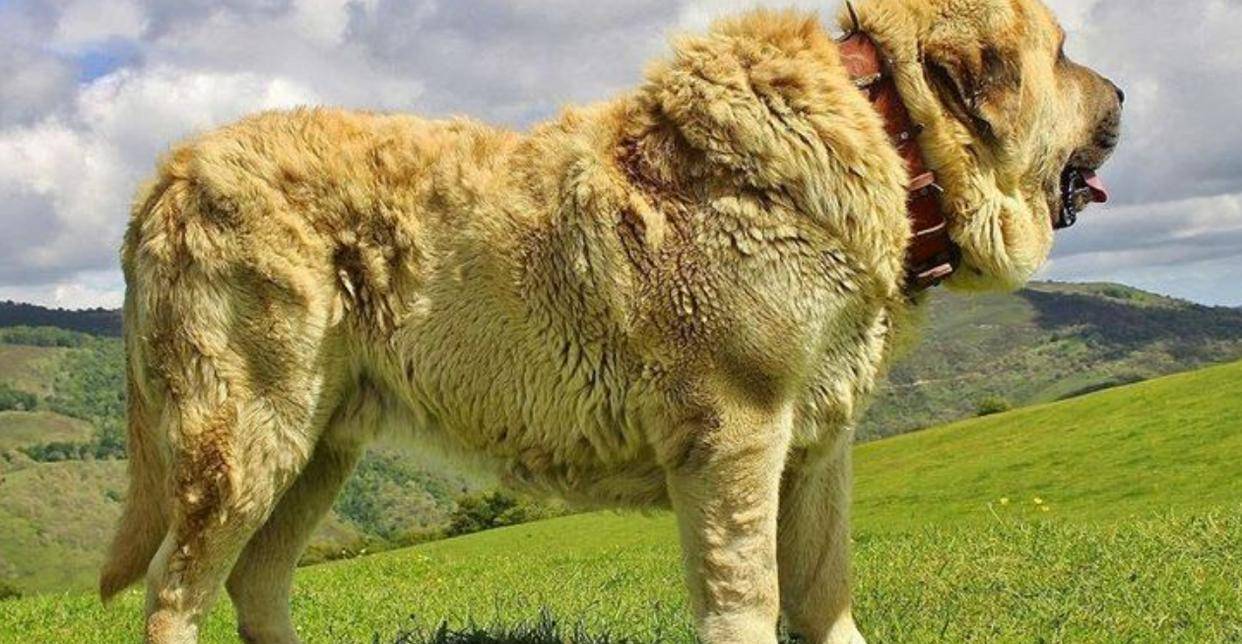 原创            牧羊犬脖子上戴着的“防狼项圈”，为何会让狼群害怕？真能防狼？（狗带上防狼脖圈能打败狼吗）