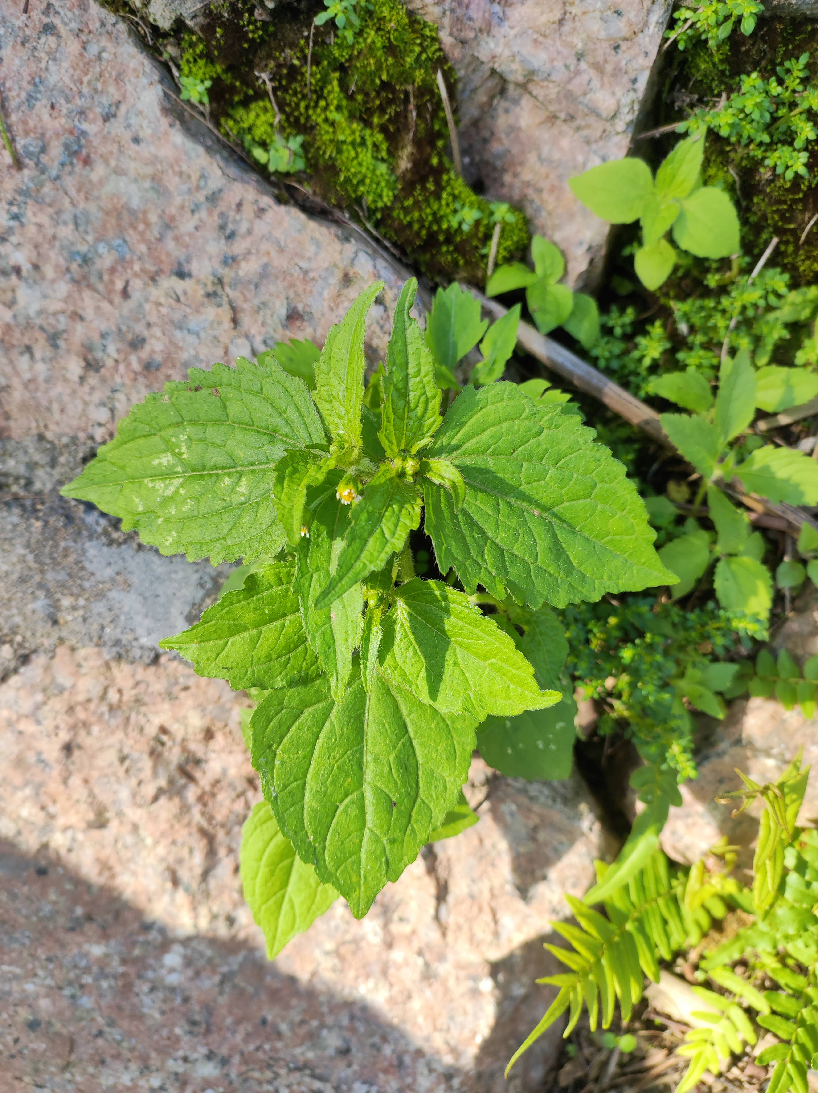 第一次听说这种野草可以吃