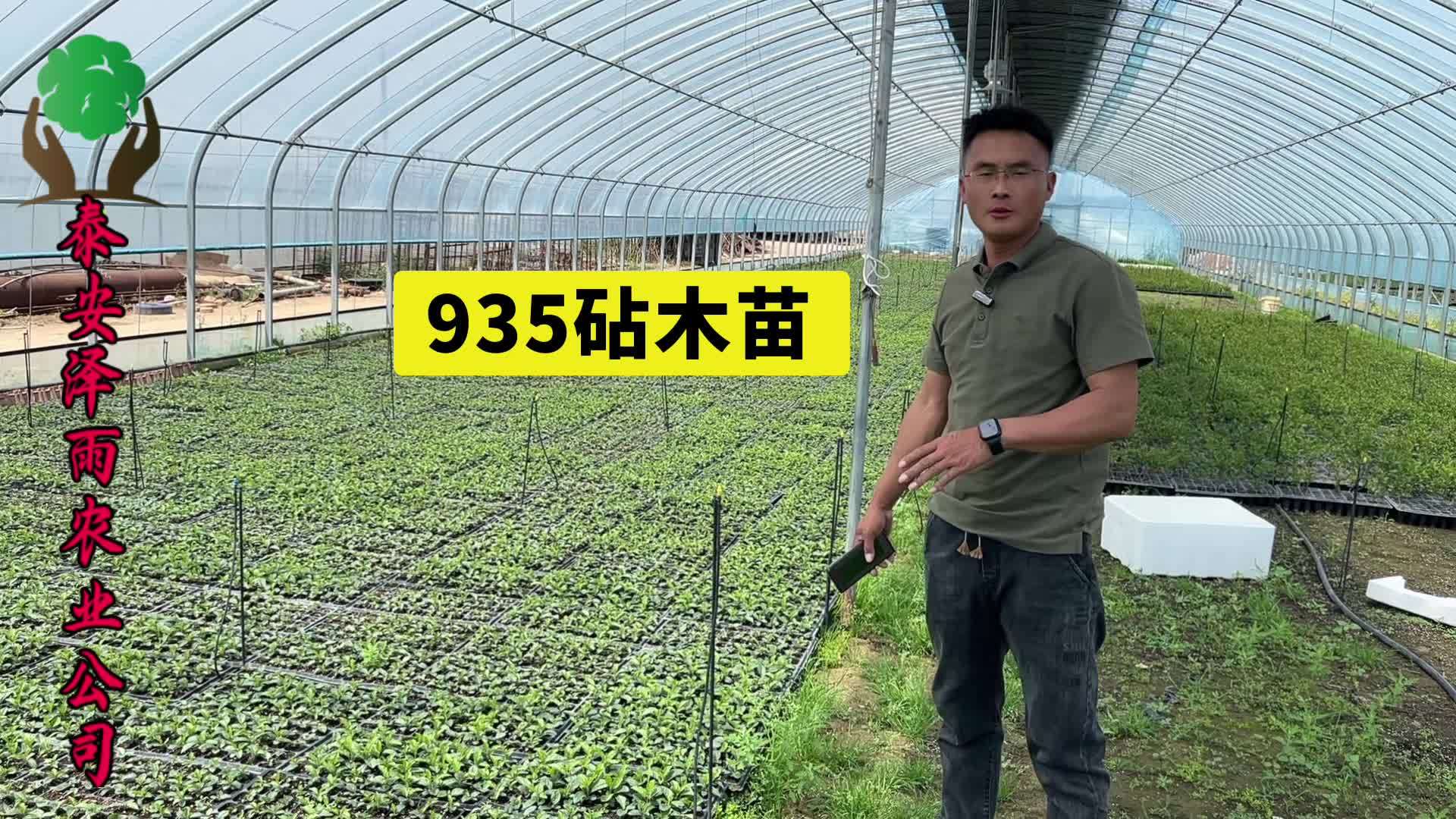 G935 砧木苗号称苹果嫁接新宠，抗逆性强是不是智商税