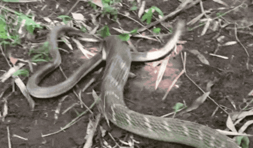 500_293gif 动态图 动图