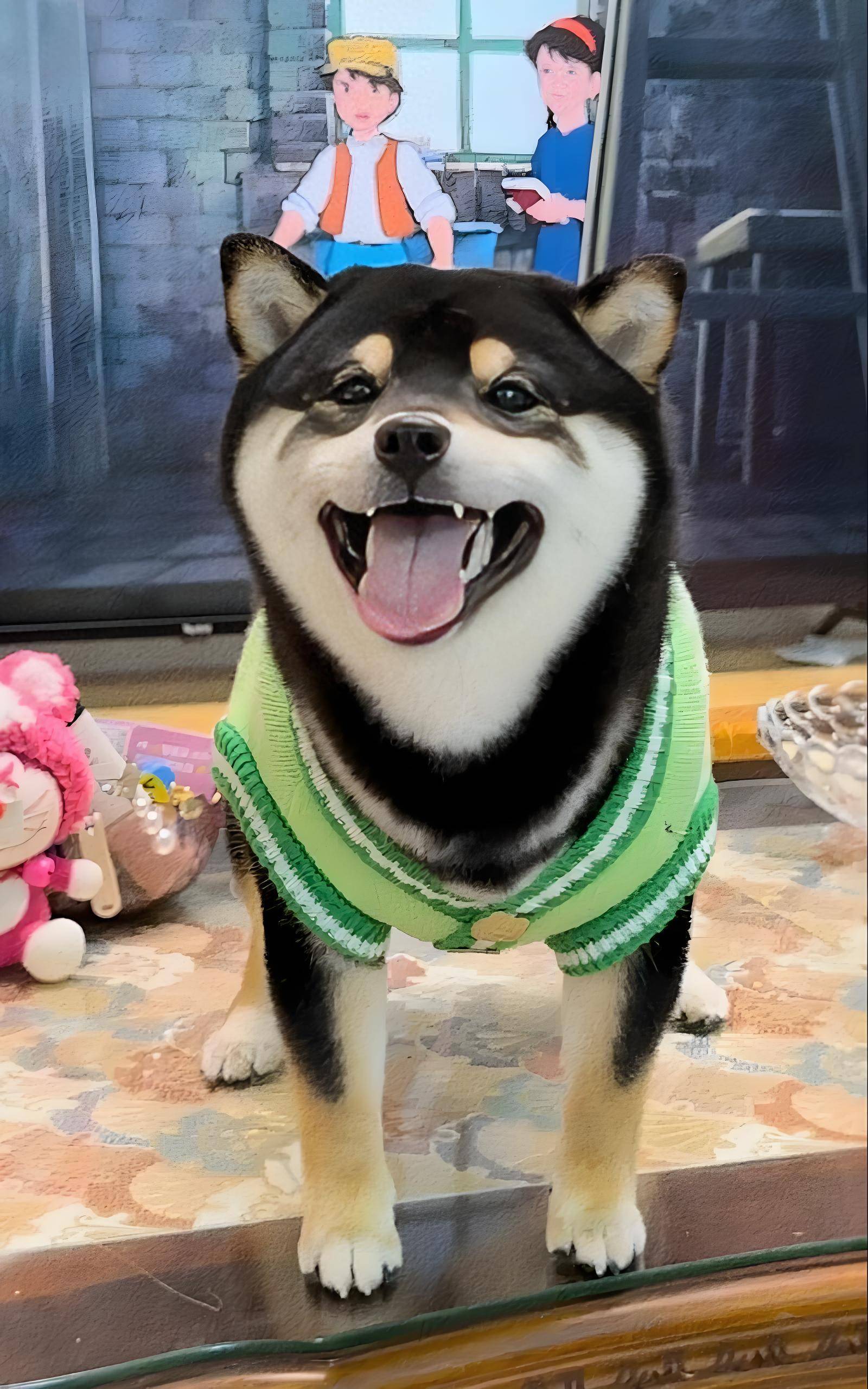 柴犬为日本原生中型犬体型紧凑肌肉匀称标志性卷尾与三角耳彰显