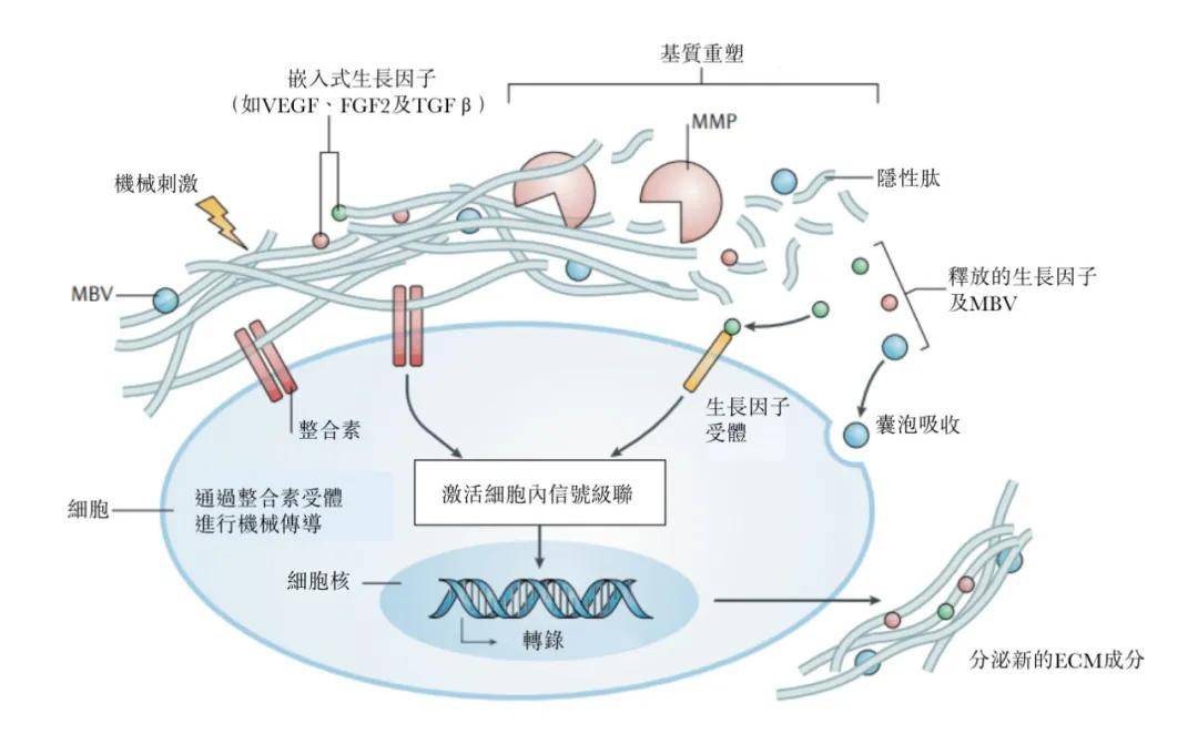 东方妍美冲刺港股：年亏损6938万 估值15亿